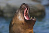 Seehund mit Zahnschmerzen