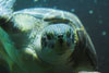 Meeresschildkröte aus dem Haus des Meeres