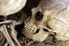 Skelett aus dem Naturhistorischen Museum Wien